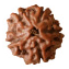 Rudraksha
